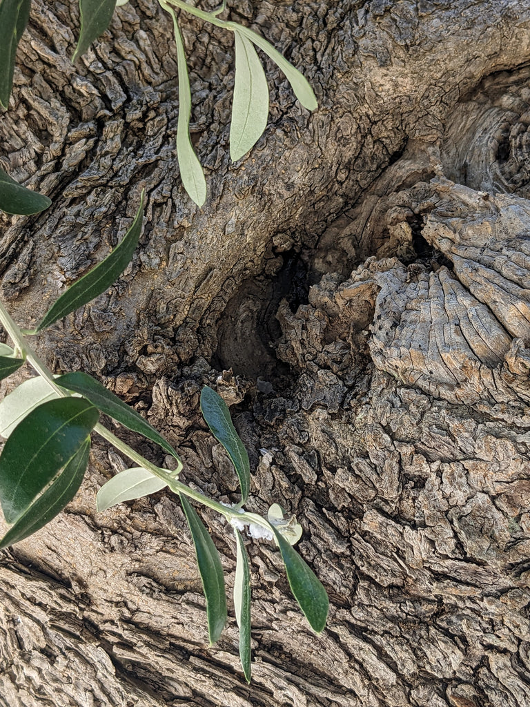 Close-up of an olive tree trunk with a rough, textured bark and a visible knothole, surrounded by slender, silvery-green olive leaves.